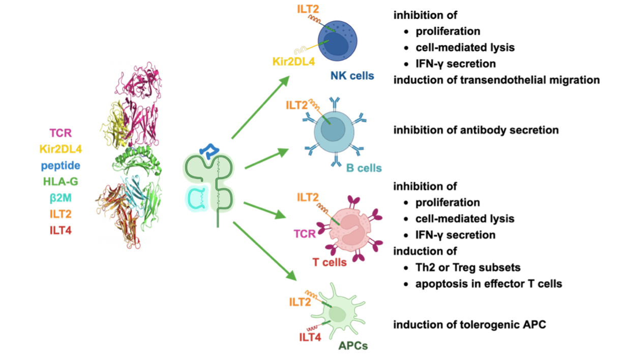 HLA-G receptors
